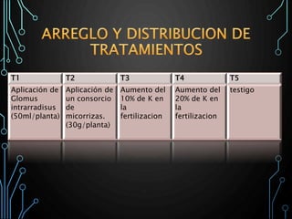 T1 T2 T3 T4 T5
Aplicación de
Glomus
intrarradisus
(50ml/planta)
Aplicación de
un consorcio
de
micorrizas.
(30g/planta)
Aumento del
10% de K en
la
fertilizacion
Aumento del
20% de K en
la
fertilizacion
testigo
 