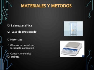  Balanza analítica
 vaso de precipitado
 cubeta
 Micorrizas
 Glomus intrarradisum
(producto comercial)
 Consorcio (solido)
 