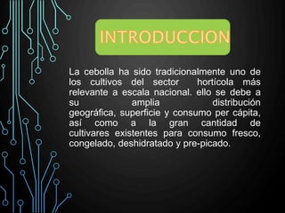 La cebolla ha sido tradicionalmente uno de
los cultivos del sector hortícola más
relevante a escala nacional. ello se debe a
su amplia distribución
geográfica, superficie y consumo per cápita,
así como a la gran cantidad de
cultivares existentes para consumo fresco,
congelado, deshidratado y pre-picado.
 