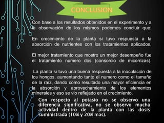 Con respecto al potasio no se observo una
diferencia significativa, no se observo mucha
actividad dentro de la planta con las dosis
suministrada (10% y 20% mas).
Con base a los resultados obtenidos en el experimento y a
la observación de los mismos podemos concluir que:
En crecimiento de la planta si tuvo respuesta a la
absorción de nutrientes con los tratamientos aplicados.
El mejor tratamiento que mostro un mejor desempeño fue
el tratamiento numero dos (consorcio de micorrizas).
La planta si tuvo una buena respuesta a la inoculación de
los hongos, aumentando tanto el numero como el tamaño
de la raíz, dando como resultado una mayor eficiencia en
la absorción y aprovechamiento de los elementos
minerales y eso se vio reflejado en el crecimiento.
 
