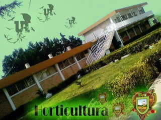 trabajo experimental  cebolla 