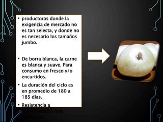 • productoras donde la
exigencia de mercado no
es tan selecta, y donde no
es necesario los tamaños
jumbo.
• De borra blanca, la carne
es blanca y suave. Para
consumo en fresco y/o
encurtidos.
• La duración del ciclo es
en promedio de 180 a
185 días.
• Resistencia a
enfermedades más
comunes.
 