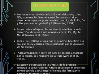  Los iones mas móviles de la solución del suelo, como
NO3, son mas fácilmente accesibles para las raíces
absorbentes que los poco móviles como los de P, Zn, Cu
y Mo, y en menor grado K y S (Sieverding 1991).
 La micorriza influye en forma directa o indirecta en la
absorción de otros iones minerales (N, K, Ca, Mg, Fe,
Mn) (Johansen et al. 1994).
 Páez et al., (2006), afirma que el principal beneficio que
realizan las Micorrizas está relacionado con la nutrición
de las plantas.
 Aproximadamente entre 60-66% de potasio absorbido
por la planta, se encuentra en la fruta (Winsor et al,
1958).
 La acción del potasio en la síntesis de la proteína
refuerza la conversión del nitrato absorbido en proteínas,
contribuyendo a una mejor eficiencia del fertilizante
 