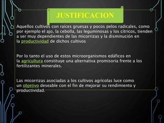 JUSTIFICACION
Aquellos cultivos con raíces gruesas y pocos pelos radicales, como
por ejemplo el ajo, la cebolla, las leguminosas y los cítricos, tienden
a ser muy dependientes de las micorrizas y la disminución en
la productividad de dichos cultivos
Por lo tanto el uso de estos microorganismos edáficos en
la agricultura constituye una alternativa promisoria frente a los
fertilizantes minerales.
Las micorrizas asociadas a los cultivos agrícolas luce como
un objetivo deseable con el fin de mejorar su rendimiento y
productividad.
 