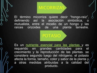 MICORRIZAS
El término micorriza quiere decir “hongo-raíz”,
definiendo así la asociación simbiótica, o
mutualista, entre el micelio de un hongo y las
raíces orizoides de una planta terrestre.
POTASIO
Es un nutriente esencial para las plantas y es
requerido en grandes cantidades para el
crecimiento y la reproducción de las plantas. se
considera segundo luego del nitrógeno. el potasio
afecta la forma, tamaño, color y sabor de la planta y
a otras medidas atribuidas a la calidad del
producto.
 