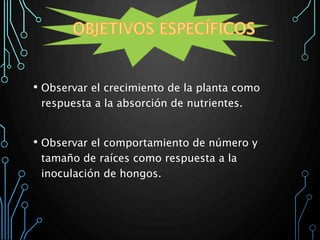 • Observar el crecimiento de la planta como
respuesta a la absorción de nutrientes.
• Observar el comportamiento de número y
tamaño de raíces como respuesta a la
inoculación de hongos.
 