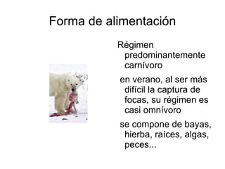 Los osos polares dan a luz a sus crías en tierra 