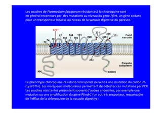 Les souches de Plasmodium falciparum résistantesà la chloroquine sont
en général reconnues par des mutations au niveau du gène Pfcrt, un gène codant
pour un transporteur localisé au niveau de la vacuole digestive du parasite.




Le phénotype chloroquine-résistant correspond souvent à une mutation du codon 76
(Lys76Thr). Les marqueurs moléculaires permettent de détecter ces mutations par PCR.
Les souches résistantes présentent souvent d’autres anomalies, par exemple une
mutation ou une amplification du gène Pfmdr1 (un autre transporteur, responsable
de l’efflux de la chloroquine de la vacuole digestive)
 
