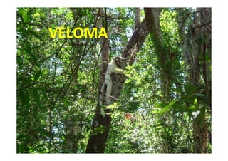 VELOMA
 