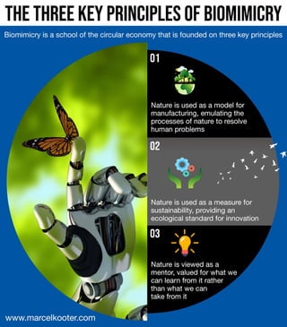 The Three Key Principles of Biomimicry