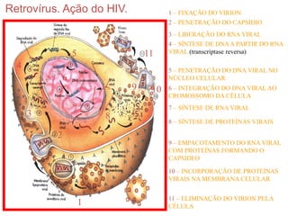 Retrovírus. Ação do HIV.             1 – FIXAÇÃO DO VIRION
                                     2 – PENETRAÇÃO DO CAPSÍDIO
                                     3 – LIBERAÇÃO DO RNA VIRAL
                                     4 – SÍNTESE DE DNA A PARTIR DO RNA
               5               11    VIRAL (transcriptase reversa)

  4                                  5 – PENETRAÇÃO DO DNA VIRAL NO
           6                         NÚCLEO CELULAR
                           9    10   6 – INTEGRAÇÃO DO DNA VIRAL AO
                                     CROMOSSOMO DA CÉLULA

               7                     7 – SÍNTESE DE RNA VIRAL
      3                8
                                     8 – SÍNTESE DE PROTEÍNAS VIRAIS

          2
                                     9 – EMPACOTAMENTO DO RNA VIRAL
                                     COM PROTEÍNAS FORMANDO O
                                     CAPSÍDEO

                                     10 – INCORPORAÇÃO DE PROTEÍNAS
                                     VIRAIS NA MEMBRANA CELULAR


                                     11 – ELIMINAÇÃO DO VIRION PELA
                   1                 CÉLULA
 