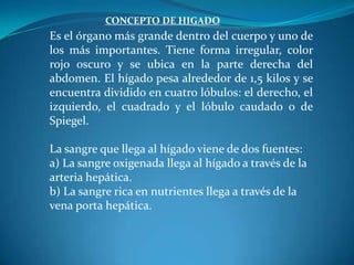CONCEPTO DE HIGADO

Es el órgano más grande dentro del cuerpo y uno de
los más importantes. Tiene forma irregular, color
rojo oscuro y se ubica en la parte derecha del
abdomen. El hígado pesa alrededor de 1,5 kilos y se
encuentra dividido en cuatro lóbulos: el derecho, el
izquierdo, el cuadrado y el lóbulo caudado o de
Spiegel.
La sangre que llega al hígado viene de dos fuentes:
a) La sangre oxigenada llega al hígado a través de la
arteria hepática.
b) La sangre rica en nutrientes llega a través de la
vena porta hepática.

 