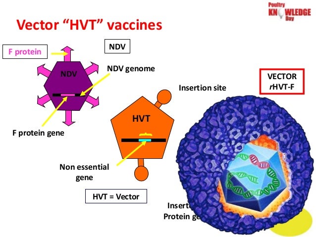 Poultry India - Knowledge Day 2015 Speaker Dr. Marcelo Paniago