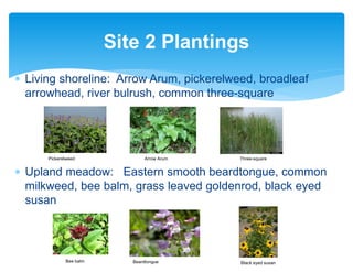 ∗ Living shoreline: Arrow Arum, pickerelweed, broadleaf
arrowhead, river bulrush, common three-square
Pickerelweed Arrow Arum Three-square
∗ Upland meadow: Eastern smooth beardtongue, common
milkweed, bee balm, grass leaved goldenrod, black eyed
susan
Site 2 Plantings
13
Bee balm Beardtongue Black eyed susan
 