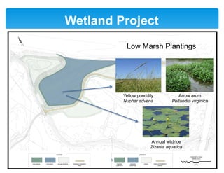 Wetland Project
5
Yellow pond-lily
Nuphar advena
Arrow arum
Peltandra virginica
Annual wildrice
Zizania aquatica
Low Marsh Plantings
 