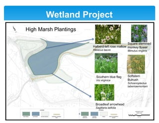 Wetland Project
6
Square stemmed
monkey flower
Mimulus ringens
Broadleaf arrowhead
Sagittaria latifolia
Softstem
Bulrush
Schoenoplectus
tabernaemontani
Halberd-left rose mallow
Hibiscus laevis
Southern blue flag
Iris virginica
High Marsh Plantings
 