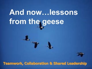 And now…lessons from the geeseTeamwork, Collaboration & Shared Leadership