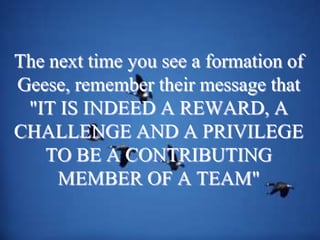 The next time you see a formation of Geese, remember their message that "IT IS INDEED A REWARD, A CHALLENGE AND A PRIVILEGE TO BE A CONTRIBUTING MEMBER OF A TEAM"