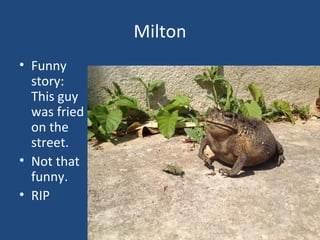 Milton
• Funny
story:
This guy
was fried
on the
street.
• Not that
funny.
• RIP
 
