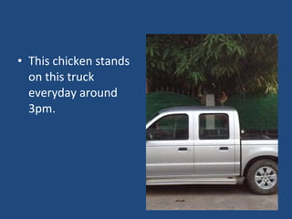 • This chicken stands
on this truck
everyday around
3pm.
 