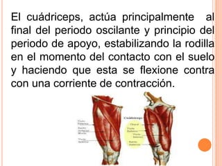 El cuádriceps, actúa principalmente al 
final del periodo oscilante y principio del 
periodo de apoyo, estabilizando la rodilla 
en el momento del contacto con el suelo 
y haciendo que esta se flexione contra 
con una corriente de contracción. 
 
