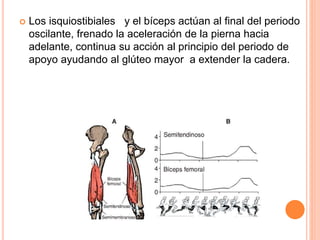  Los isquiostibiales y el bíceps actúan al final del periodo 
oscilante, frenado la aceleración de la pierna hacia 
adelante, continua su acción al principio del periodo de 
apoyo ayudando al glúteo mayor a extender la cadera. 
 