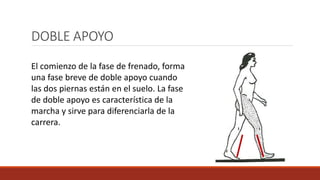 DOBLE APOYO
El comienzo de la fase de frenado, forma
una fase breve de doble apoyo cuando
las dos piernas están en el suelo. La fase
de doble apoyo es característica de la
marcha y sirve para diferenciarla de la
carrera.
 