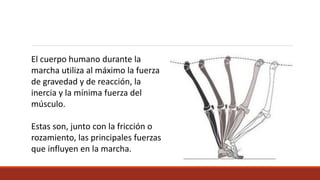 El cuerpo humano durante la
marcha utiliza al máximo la fuerza
de gravedad y de reacción, la
inercia y la mínima fuerza del
músculo.
Estas son, junto con la fricción o
rozamiento, las principales fuerzas
que influyen en la marcha.
 