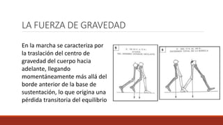LA FUERZA DE GRAVEDAD
En la marcha se caracteriza por
la traslación del centro de
gravedad del cuerpo hacia
adelante, llegando
momentáneamente más allá del
borde anterior de la base de
sustentación, lo que origina una
pérdida transitoria del equilibrio
 