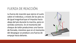 FUERZA DE REACCIÓN
La fuerza de reacción que ejerce el suelo
sobre el individuo, a través de los pies es
de igual magnitud que el impulso hacia
abajo del pie durante la marcha, pero en
sentido contrario. En el momento del
choque de talón producimos una fuerza
de frenado, mientras que en el momento
del despegue se produce una fuerza de
empuje hacia delante.
 