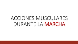 ACCIONES MUSCULARES
DURANTE LA MARCHA
 