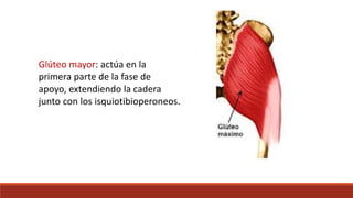 Glúteo mayor: actúa en la
primera parte de la fase de
apoyo, extendiendo la cadera
junto con los isquiotibioperoneos.
 