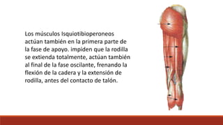 Los músculos Isquiotibioperoneos
actúan también en la primera parte de
la fase de apoyo. impiden que la rodilla
se extienda totalmente, actúan también
al final de la fase oscilante, frenando la
flexión de la cadera y la extensión de
rodilla, antes del contacto de talón.
 