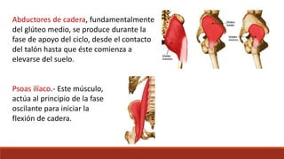 Psoas ilíaco.- Este músculo,
actúa al principio de la fase
oscilante para iniciar la
flexión de cadera.
Abductores de cadera, fundamentalmente
del glúteo medio, se produce durante la
fase de apoyo del ciclo, desde el contacto
del talón hasta que éste comienza a
elevarse del suelo.
 
