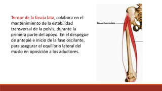 Tensor de la fascia lata, colabora en el
mantenimiento de la estabilidad
transversal de la pelvis, durante la
primera parte del apoyo. En el despegue
de antepié e inicio de la fase oscilante,
para asegurar el equilibrio lateral del
muslo en oposición a los aductores.
 