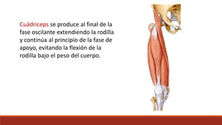 Cuádriceps se produce al final de la
fase oscilante extendiendo la rodilla
y continúa al principio de la fase de
apoyo, evitando la flexión de la
rodilla bajo el peso del cuerpo.
 