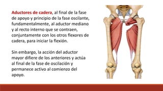 Aductores de cadera, al final de la fase
de apoyo y principio de la fase oscilante,
fundamentalmente, al aductor mediano
y al recto interno que se contraen,
conjuntamente con los otros flexores de
cadera, para iniciar la flexión.
Sin embargo, la acción del aductor
mayor difiere de los anteriores y actúa
al final de la fase de oscilación y
permanece activo al comienzo del
apoyo.
 