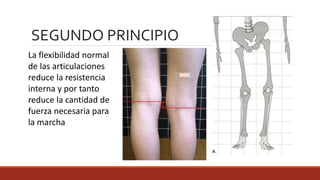 La flexibilidad normal
de las articulaciones
reduce la resistencia
interna y por tanto
reduce la cantidad de
fuerza necesaria para
la marcha
SEGUNDO PRINCIPIO
 