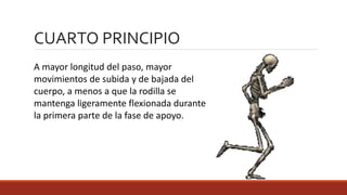 A mayor longitud del paso, mayor
movimientos de subida y de bajada del
cuerpo, a menos a que la rodilla se
mantenga ligeramente flexionada durante
la primera parte de la fase de apoyo.
CUARTO PRINCIPIO
 