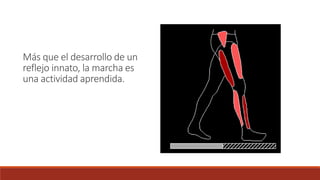 Más que el desarrollo de un
reflejo innato, la marcha es
una actividad aprendida.
 