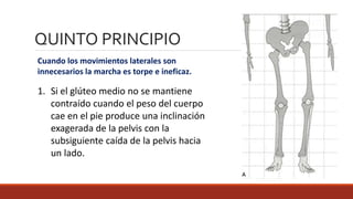 Cuando los movimientos laterales son
innecesarios la marcha es torpe e ineficaz.
1. Si el glúteo medio no se mantiene
contraído cuando el peso del cuerpo
cae en el pie produce una inclinación
exagerada de la pelvis con la
subsiguiente caída de la pelvis hacia
un lado.
QUINTO PRINCIPIO
 