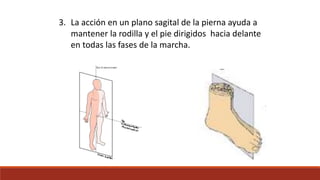 3. La acción en un plano sagital de la pierna ayuda a
mantener la rodilla y el pie dirigidos hacia delante
en todas las fases de la marcha.
 