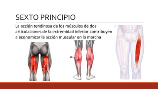 La acción tendinosa de los músculos de dos
articulaciones de la extremidad inferior contribuyen
a economizar la acción muscular en la marcha
SEXTO PRINCIPIO
 
