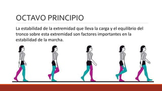 La estabilidad de la extremidad que lleva la carga y el equilibrio del
tronco sobre esta extremidad son factores importantes en la
estabilidad de la marcha.
OCTAVO PRINCIPIO
 
