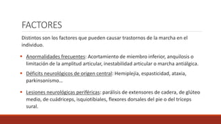 FACTORES
Distintos son los factores que pueden causar trastornos de la marcha en el
individuo.
 Anormalidades frecuentes: Acortamiento de miembro inferior, anquilosis o
limitación de la amplitud articular, inestabilidad articular o marcha antiálgica.
 Déficits neurológicos de origen central: Hemiplejía, espasticidad, ataxia,
parkinsonismo…
 Lesiones neurológicas periféricas: parálisis de extensores de cadera, de glúteo
medio, de cuádriceps, isquiotibiales, flexores dorsales del pie o del tríceps
sural.
 