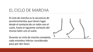 EL CICLO DE MARCHA
El ciclo de marcha es la secuencia de
acontecimientos que tienen lugar
desde el contacto de un talón con el
suelo, hasta el siguiente contacto del
mismo talón con el suelo.
Durante un ciclo de marcha completo,
cada miembro inferior considerado
pasa por dos fases:
 