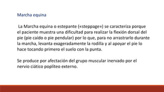 Marcha equina
La Marcha equina o estepante («steppage») se caracteriza porque
el paciente muestra una dificultad para realizar la flexión dorsal del
pie (pie caído o pie pendular) por lo que, para no arrastrarlo durante
la marcha, levanta exageradamente la rodilla y al apoyar el pie lo
hace tocando primero el suelo con la punta.
Se produce por afectación del grupo muscular inervado por el
nervio ciático poplíteo externo.
 