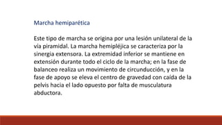 Marcha hemiparética
Este tipo de marcha se origina por una lesión unilateral de la
vía piramidal. La marcha hemipléjica se caracteriza por la
sinergia extensora. La extremidad inferior se mantiene en
extensión durante todo el ciclo de la marcha; en la fase de
balanceo realiza un movimiento de circunducción, y en la
fase de apoyo se eleva el centro de gravedad con caída de la
pelvis hacia el lado opuesto por falta de musculatura
abductora.
 