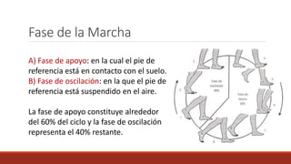 Fase de la Marcha
A) Fase de apoyo: en la cual el pie de
referencia está en contacto con el suelo.
B) Fase de oscilación: en la que el pie de
referencia está suspendido en el aire.
La fase de apoyo constituye alrededor
del 60% del ciclo y la fase de oscilación
representa el 40% restante.
 