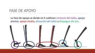 FASE DE APOYO
La fase de apoyo se divide en 5 subfases contacto del talón, apoyo
plantar, apoyo medio, elevación del talón y despegue del pie.
 